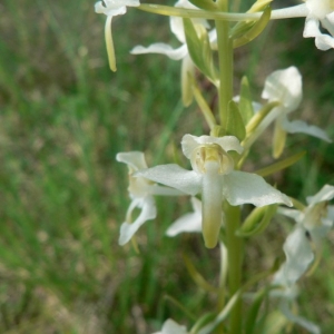 Photographie n°23328 du taxon Platanthera bifolia (L.) Rich.