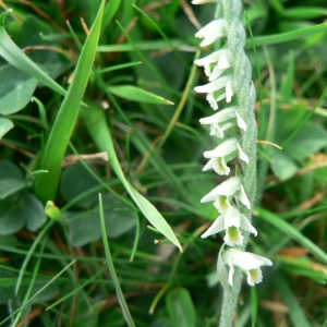 Photographie n°23329 du taxon Spiranthes spiralis (L.) Chevall. [1827]