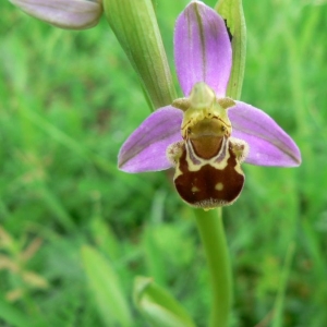 Photographie n°23333 du taxon Ophrys apifera Huds. [1762]