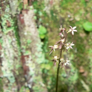 Photographie n°23337 du taxon Listera cordata (L.) R.Br. [1813]