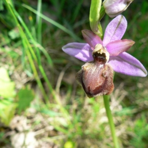 Photographie n°23346 du taxon Ophrys aveyronensis (J.J.Wood) P.Delforge [1984]