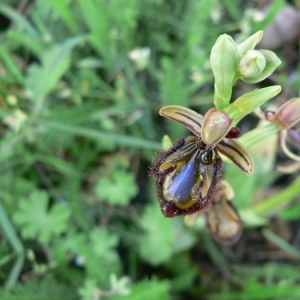 Photographie n°23350 du taxon Ophrys ciliata Biv. [1806]