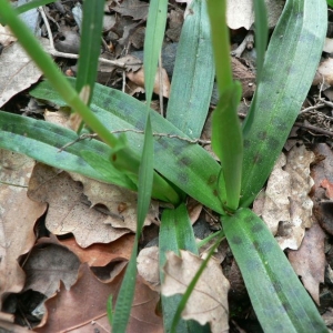 Photographie n°23354 du taxon Orchis provincialis Balb. ex DC. [1806]