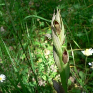 Photographie n°23359 du taxon Serapias parviflora Parl. [1837]