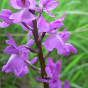 Orchis langei K.Richt. (Orchis d'Espagne)