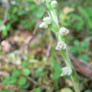 Photographie n°23364 du taxon Goodyera repens (L.) R.Br.