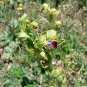 Photographie n°23370 du taxon Ophrys sulcata Devillers & Devillers-Tersch. [1994]