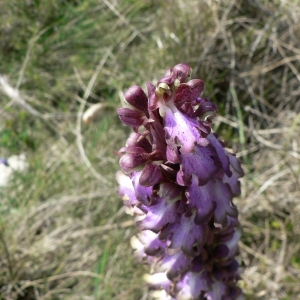 Photographie n°23371 du taxon Himantoglossum robertianum (Loisel.) P.Delforge [1999]