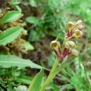 Photographie n°23373 du taxon Dactylorhiza viridis (L.) R.M.Bateman, Pridgeon & M.W.Chase [1997]