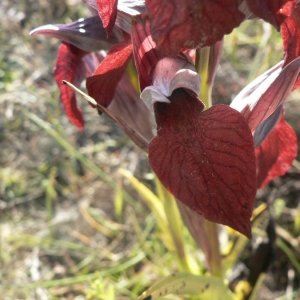 Photographie n°23375 du taxon Serapias cordigera L. [1763]