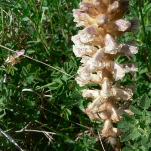 Photographie n°23376 du taxon Orobanche minor Sm. [1797]