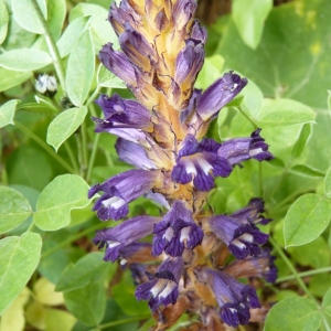 Phelipanche lavandulacea (F.W.Schultz) Pomel (Orobanche couleur de lavande)