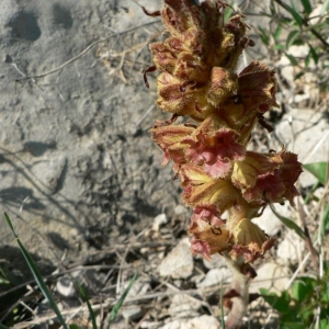 Photographie n°23379 du taxon Orobanche gracilis Sm. [1798]