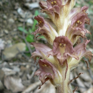 Photographie n°23381 du taxon Orobanche rapum-genistae Thuill. [1799]