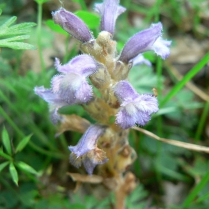 Phelipanche ramosa (L.) Pomel (Orobanche du chanvre)