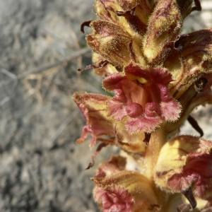 Photographie n°23387 du taxon Orobanche gracilis Sm. [1798]