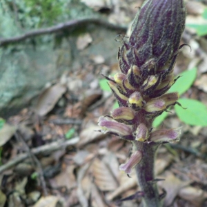 Photographie n°23390 du taxon Orobanche hederae Vaucher ex Duby [1828]