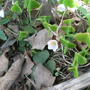 Photographie n°23402 du taxon Oxalis acetosella L.