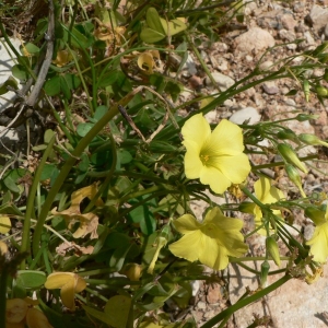 Photographie n°23403 du taxon Oxalis pes-caprae L. [1753]