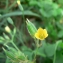  Mathieu MENAND - Oxalis fontana Bunge [1835]