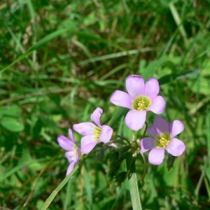 Photographie n°23411 du taxon Oxalis latifolia Kunth [1822]