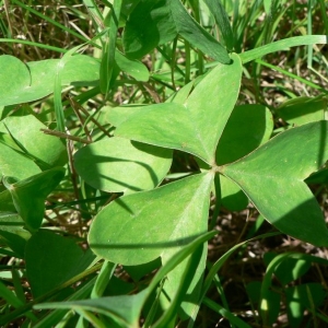 Photographie n°23412 du taxon Oxalis latifolia Kunth [1822]