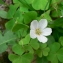  Mathieu MENAND - Oxalis acetosella L.