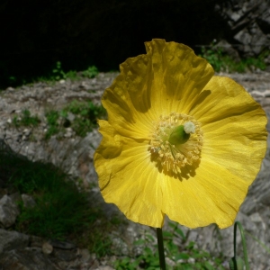 Photographie n°23420 du taxon Meconopsis cambrica (L.) Vig.