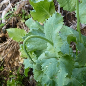 Photographie n°23421 du taxon Papaver somniferum L. [1753]