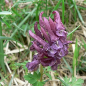 Photographie n°23424 du taxon Corydalis solida (L.) Clairv. [1811]