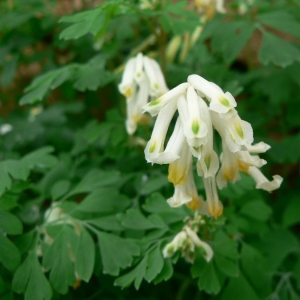 Pseudofumaria alba (Mill.) Lidén (Corydale jaunâtre)