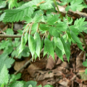 Photographie n°23435 du taxon Corydalis solida (L.) Clairv.