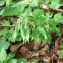  Mathieu MENAND - Corydalis solida (L.) Clairv.