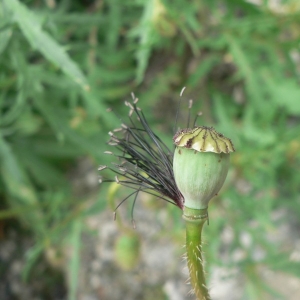 Photographie n°23440 du taxon Papaver rhoeas L.