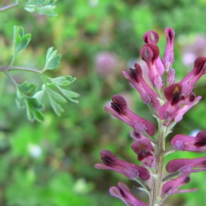 Photographie n°23444 du taxon Fumaria officinalis L. [1753]