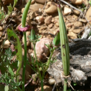 Photographie n°23445 du taxon Eschscholzia californica Cham. [1820]