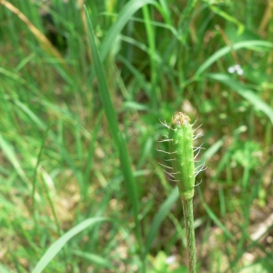 Photographie n°23449 du taxon Papaver argemone L.