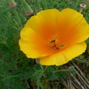 Photographie n°23454 du taxon Eschscholzia californica Cham. [1820]