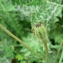  Mathieu MENAND - Papaver hybridum L.