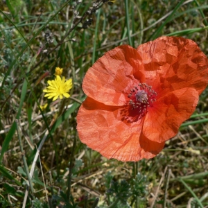 Photographie n°23461 du taxon Papaver rhoeas L. [1753]