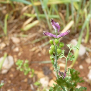 Photographie n°23465 du taxon Fumaria vaillantii Loisel. [1809]