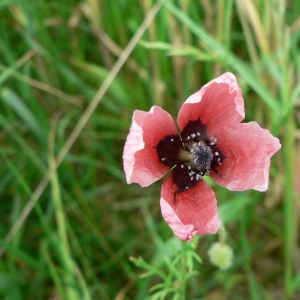 Photographie n°23466 du taxon Papaver hybridum L.