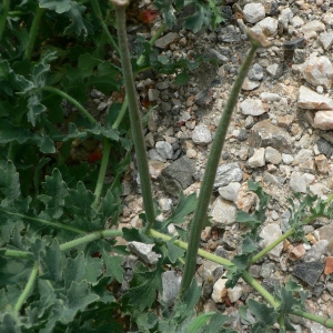 Photographie n°23469 du taxon Glaucium corniculatum (L.) Rudolph