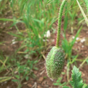 Photographie n°23479 du taxon Papaver rhoeas L.