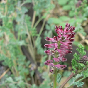 Photographie n°23484 du taxon Fumaria officinalis L. [1753]