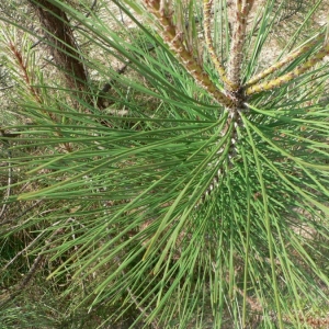 Photographie n°23496 du taxon Pinus pinaster Aiton [1789]