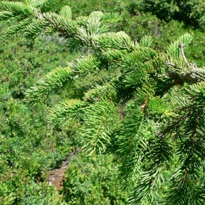 Photographie n°23498 du taxon Picea abies (L.) H.Karst. [1881]