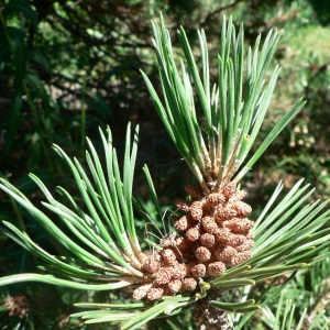 Photographie n°23499 du taxon Pinus uncinata Ramond ex DC. [1805]