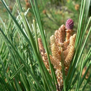 Photographie n°23501 du taxon Pinus halepensis Mill. [1768]