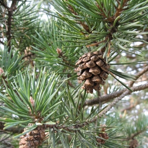 Photographie n°23503 du taxon Pinus sylvestris L. [1753]